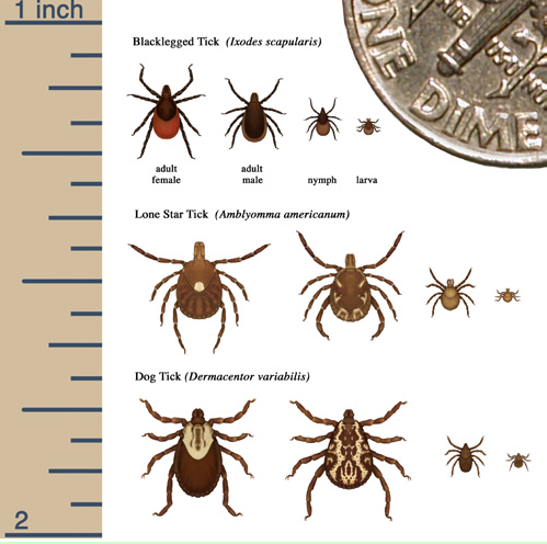 Tick Types